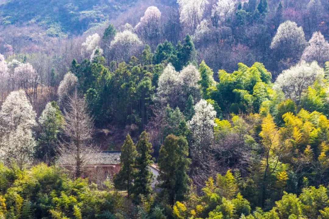 春游江淮請(qǐng)您來(lái)丨向著紅土地的方向，春游皖西